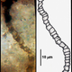 One of the microfossils discovered in a sample of rock recovered from the Apex Chert. (mage: Courtesy of J. William Schopf, UCLA)